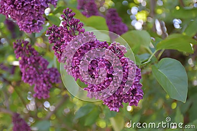 Getting Up Close with Purple Flowering Lilac Bush Stock Photo