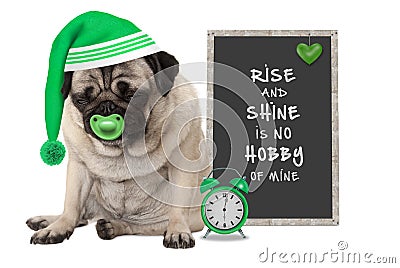 Getting up in early morning, grumpy pug puppy dog with sleeping cap, alarm clock and sign with text rise and shine is no hobby of Stock Photo