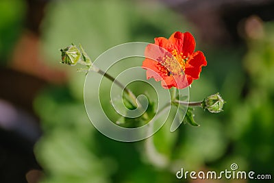 Geum Stock Photo