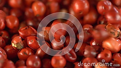 Gewürze Rosa Pfefferkörner Rote Pfeffer Pfefferbeeren aus dem Himalaya Konzept der frischen und diätetischen Gewürze zum Kochen stock video Gewürze Rosa Pfefferkörner Rote Pfeffer Pfefferbeeren aus dem Himalaya Konzept der frischen und diätetischen Gewürze zum Kochen stock video