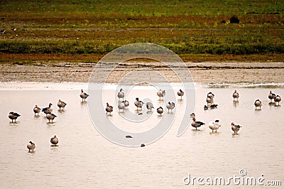 Geylag gooses Stock Photo