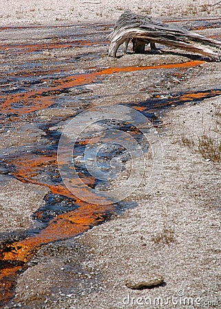 Geyser Runoff with dead tree Stock Photo