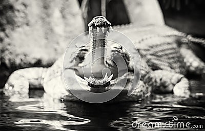 Gharial - Gavialis gangeticus with the horrible jaw, colorless Stock Photo