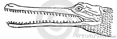 Gharial head, vintage engraving Vector Illustration