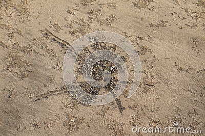 Ghost crab holes on sand beach with small natural sand balls. Stock Photo
