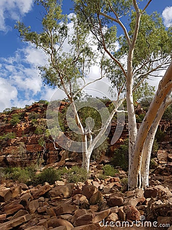 Ghost Salmon Gums in rugged rocks Western Australia Perth Murchison River Kalbarri Kimberly Region Stock Photo