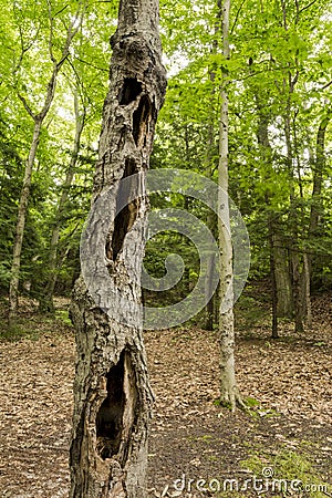 Ghostly hallow tree in the forest Stock Photo