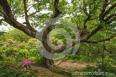 Tree Foggy Forest Blue Ridge Western NC Stock Photo