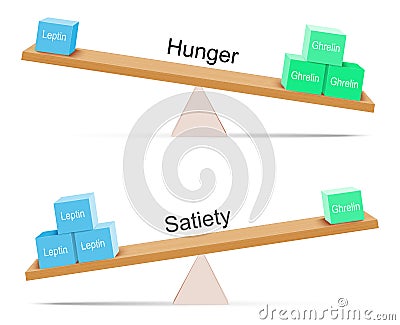 Ghrelin and leptin. Appetite and hunger Vector Illustration