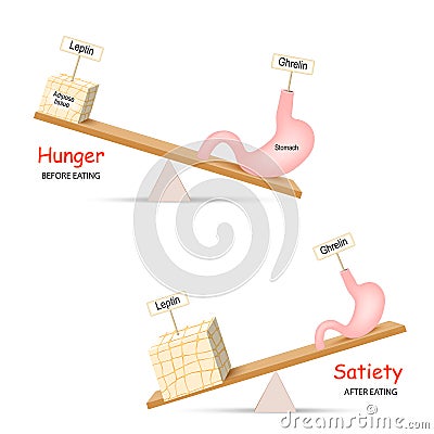 Ghrelin and Leptin. Balance hormones that regulate Hunger and Satiety Vector Illustration