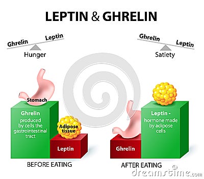 Ghrelin and leptin Vector Illustration