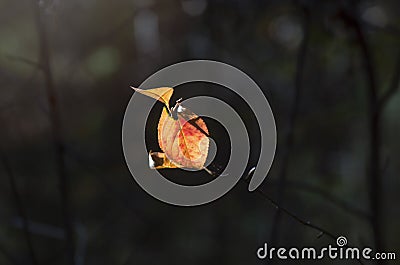 Light Of Hope Concept: Leaves Glowing In Sunlight In A Dark Mysterious Fantasy Forest. Autumn, Fall Colorful Foliage. Stock Photo