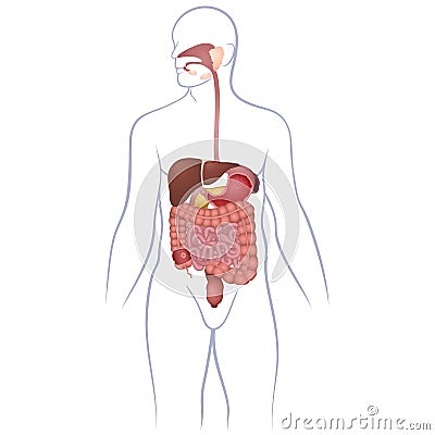 GI tract organs Vector Illustration