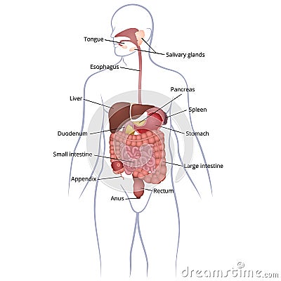 GI tract organs Vector Illustration