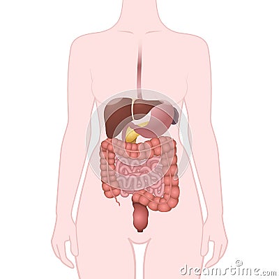 GI tract organs Vector Illustration