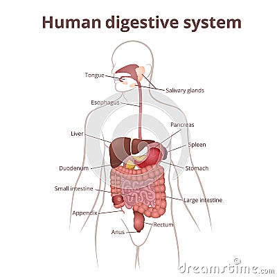 GI tract organs Vector Illustration