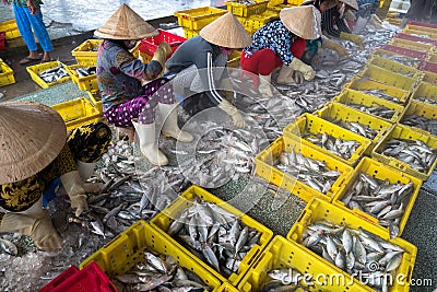 An Giang, Vietnam - Dec 6, 2016: Vietnamese women sorting fish to baskets at Tac Cau fishing port at dawn, Me Kong delta province Editorial Stock Photo