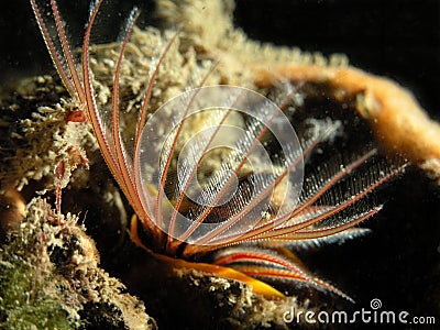 Giant Acorn Barnacle Stock Photo