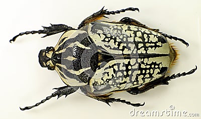 Giant african beetle Goliathus orientalis female from Congo. Cetoniidae. Stock Photo