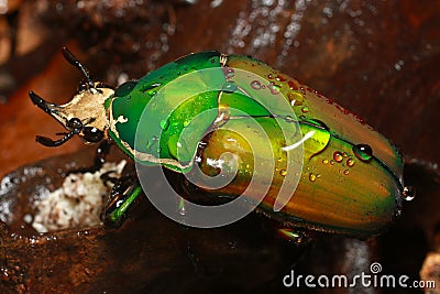 Giant African flower beetle Stock Photo