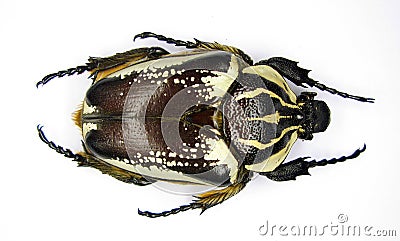 Giant african flower beetle Goliathus goliathus female. Isolated. Cetoniidae. Coleoptera Stock Photo