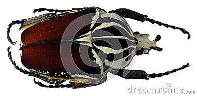 Giant african flower beetle Goliathus goliathus. Isolated on white. Cetoniidae. Coleoptera Stock Photo