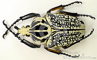 Giant african flower beetle Goliathus orientalis isolated. Collection beetles. Stock Photo