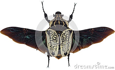 Giant african flower beetle Goliathus orientalis spread black wings. Isolated. Cetoniidae. Coleoptera Stock Photo