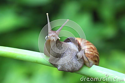 Giant African Land Snail Macro Stock Photo