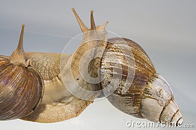 Giant African Land Snails Stock Photo