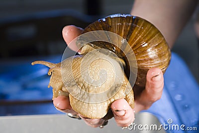 Giant African Land Snails Stock Photo