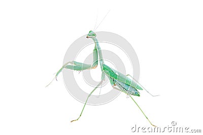 Giant african mantis, Sphodromantis viridis, on white Stock Photo