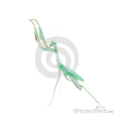 Giant african mantis, Sphodromantis viridis, on white Stock Photo