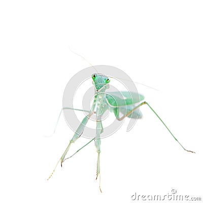 Giant african mantis, Sphodromantis viridis, on white Stock Photo