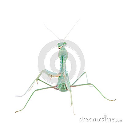 Giant african mantis, Sphodromantis viridis, on white Stock Photo