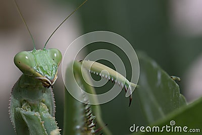 Giant African mantis, Sphodromantis viridis in the wild amongst a bush in a garden in cyprus during may. Stock Photo