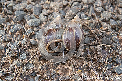 Giant African Snail (Achatina fulica) mating. Intersexual species Stock Photo