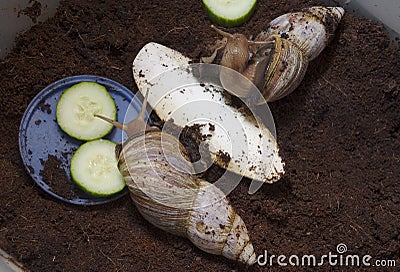Giant African snails - Achatina fulica Stock Photo