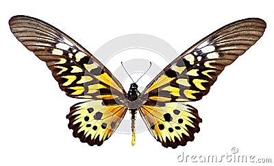 Giant African Swallowtail Stock Photo
