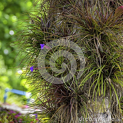 Giant airplant bromeliad Tillandsia growing on the tree. Close view of bromeliad flower. Tropical plant on a background of green l Stock Photo