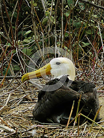 The giant albatross, nesting on isla del plata in ecuador Stock Photo
