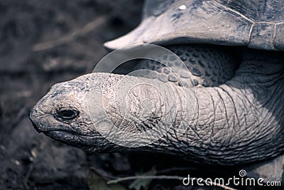 Giant Aldabra Seychelles tortoise Aldabrachelys gigantea Stock Photo