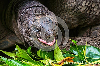 Giant Aldabra Seychelles Tortoise in Union Estate Park, La Digue, Seychelles Stock Photo