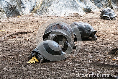 Giant Aldabra Seychelles Tortoise in Union Estate Park, La Digue, Seychelles Stock Photo