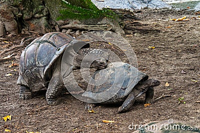 Giant Aldabra Seychelles Tortoise in Union Estate Park, La Digue, Seychelles Stock Photo