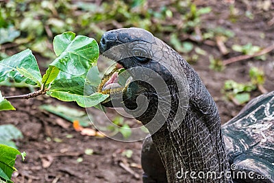 Giant Aldabra Seychelles Tortoise in Union Estate Park, La Digue, Seychelles Stock Photo