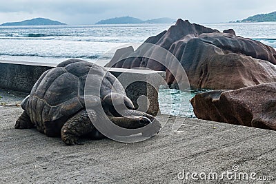 Giant Aldabra Seychelles Tortoise in Union Estate Park, La Digue, Seychelles Stock Photo