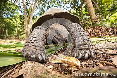 Giant Aldabra tortoise on an island in Seychelles. Stock Photo