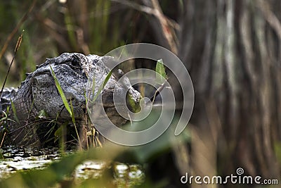 Large alligator hidden in dark swamp Stock Photo