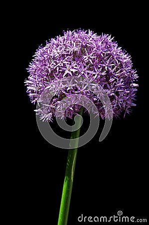 Giant Allium Flower Stock Photo